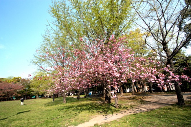 清澄公園の桜（カンザン）