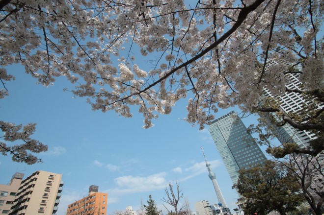 墨田区の桜