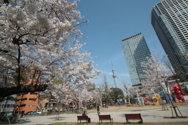 錦糸公園の桜です
