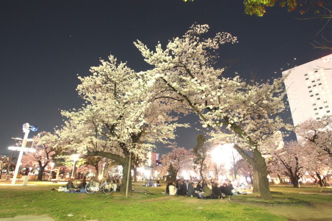 I錦糸公園の夜桜2014