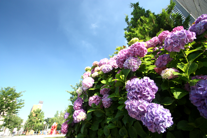 錦糸公園の紫陽花