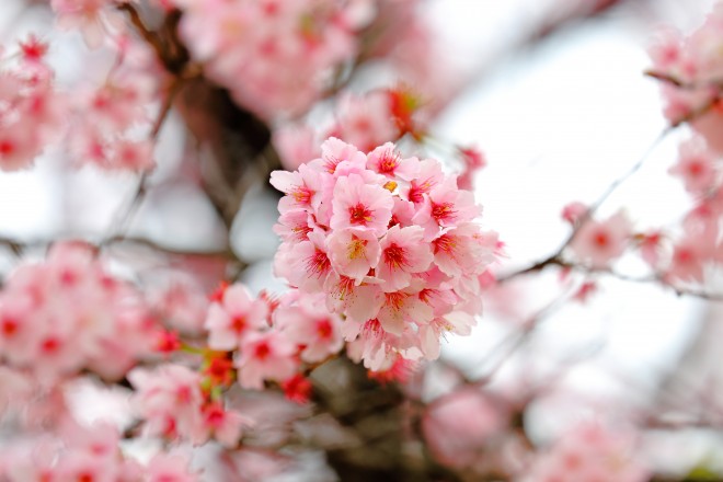 寒桜（カンザクラ）2015年3月20日撮影