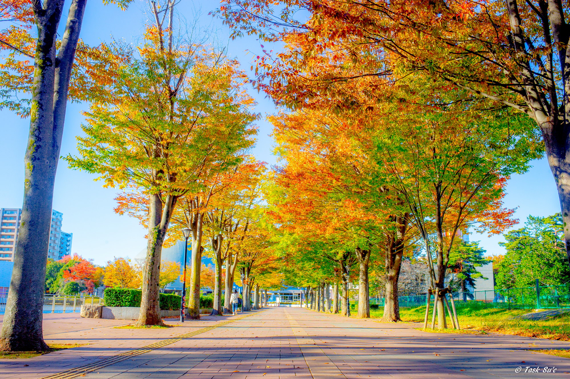 茨城県つくば市の並木通りとイチョウ