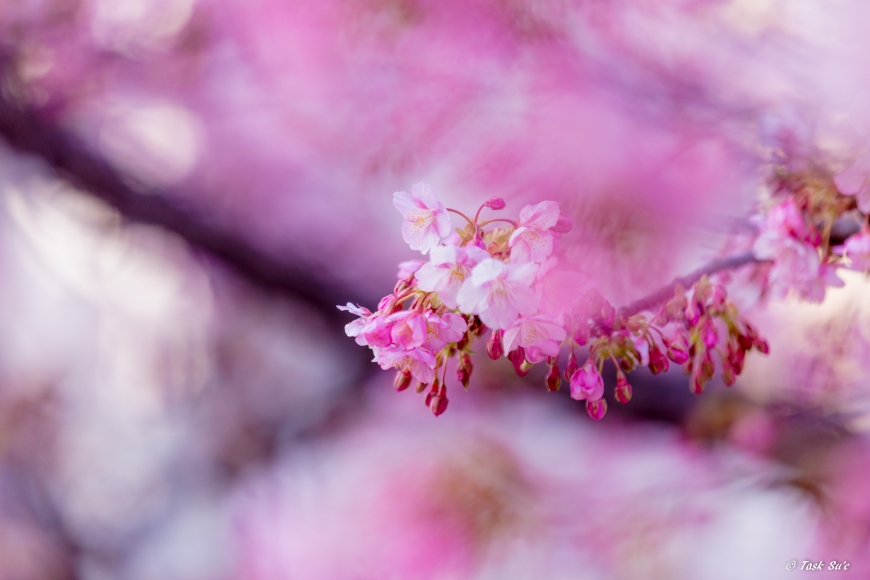 墨田区の桜
