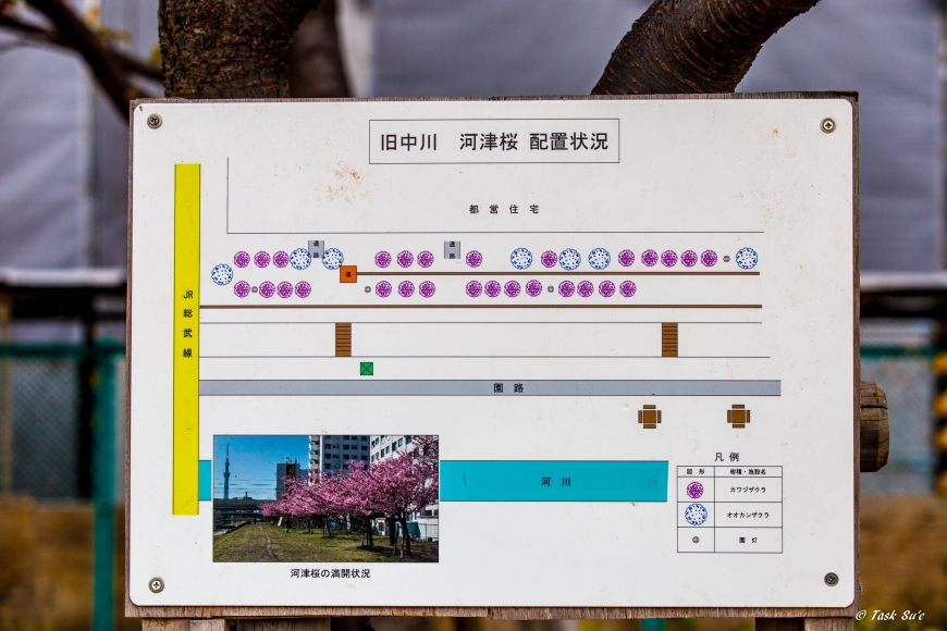 旧中川の桜の設置状況