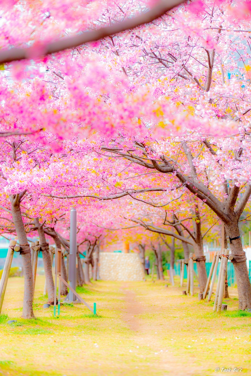 旧中川河川敷の桜