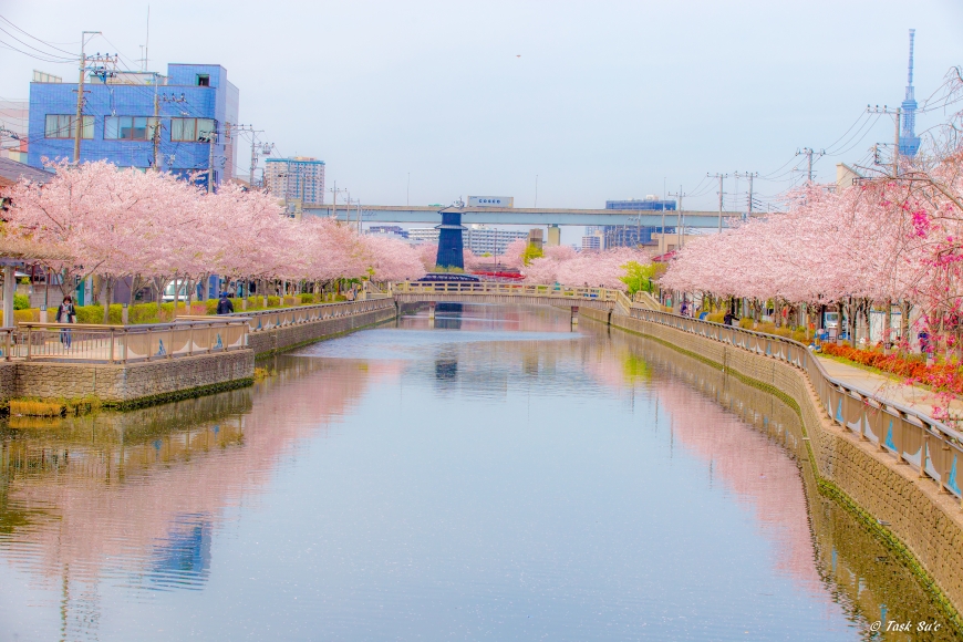 新川から見える桜とスカイツリー