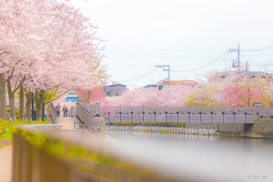 江戸川区新川の桜