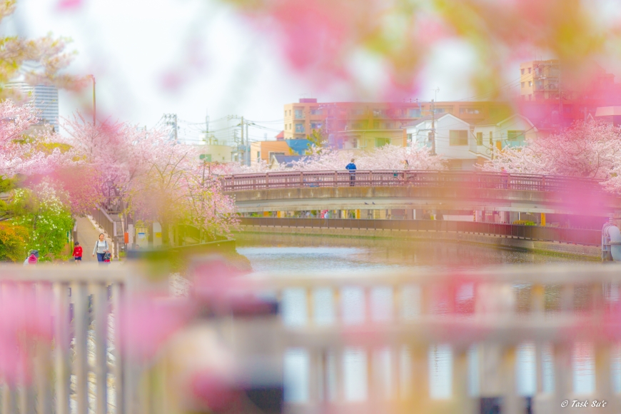江戸川区新川の桜
