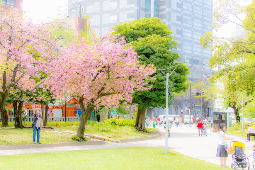 錦糸公園の桜（カンザン）