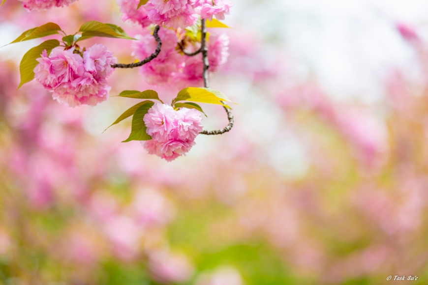 錦糸町の八重桜